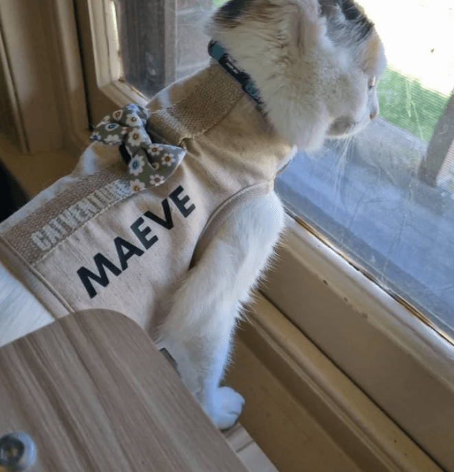 Cat wearing a beige vest with the name 'Maeve' made with a iron on transfer heat pressed on it and a small bow tie, looking out of a window.