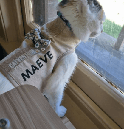 Cat wearing a beige vest with the name 'Maeve' made with a iron on transfer heat pressed on it and a small bow tie, looking out of a window.